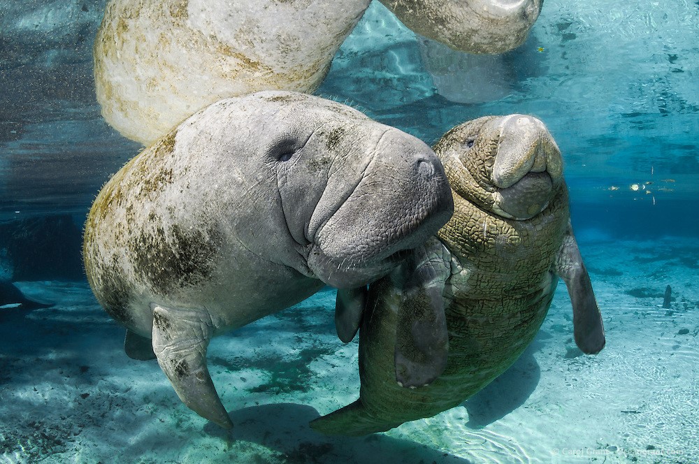 dugong mermaid myth